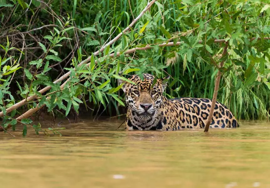 The largest tropical wetland in the world, the Pantanal in Brazil is home to an incredible array of creatures. Venture out into this pristine wilderness on a jaguar safari with local guides who know the very best places to spot these elusive creatures. 