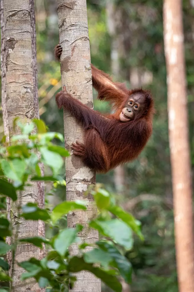 Orangutan Basics