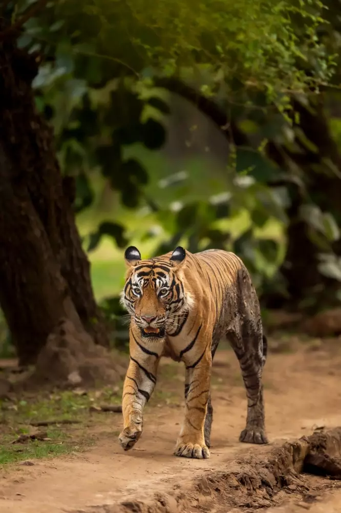 Bengal Tiger Basics
