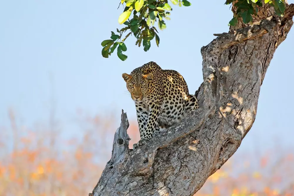 Leopards
