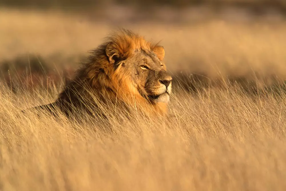 Lions