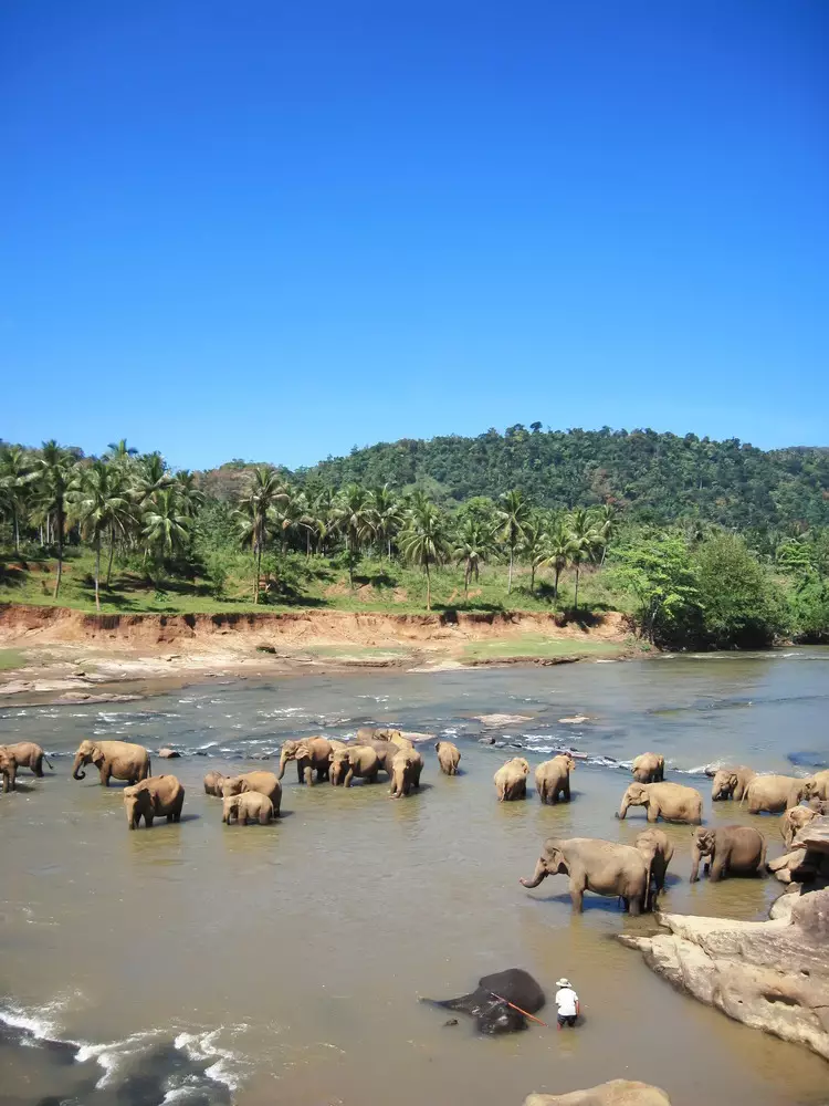 Elephant Basics
