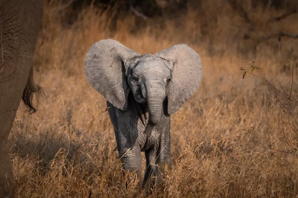 Elephant Conservation