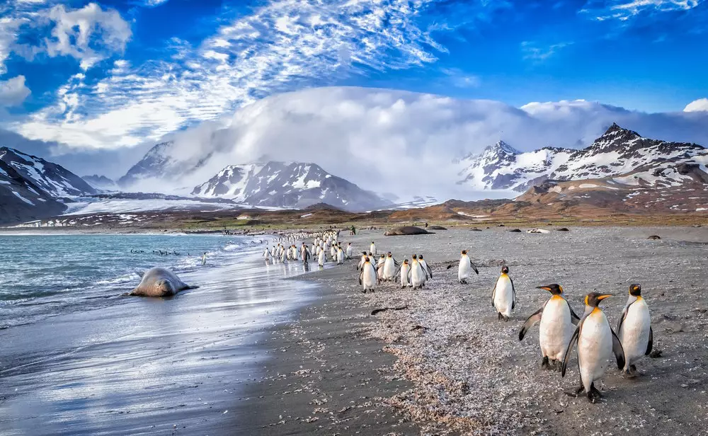 Penguins of Antarctica