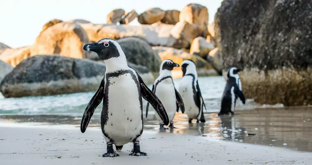How to See Penguins with Wendy Wu Tours