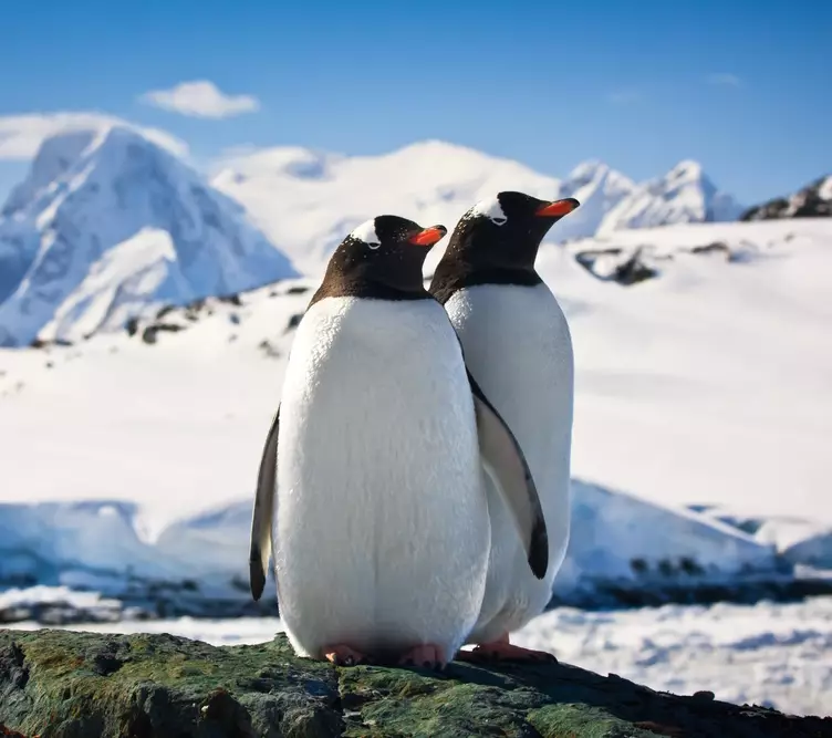 Penguin Basics