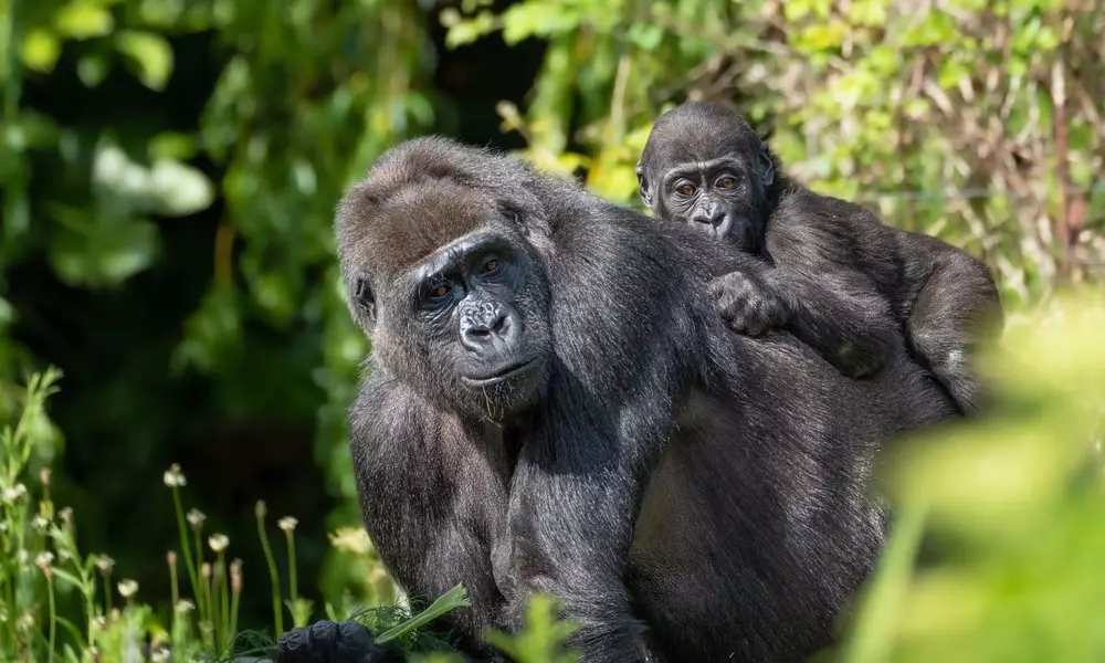 Mountain Gorillas, Uganda