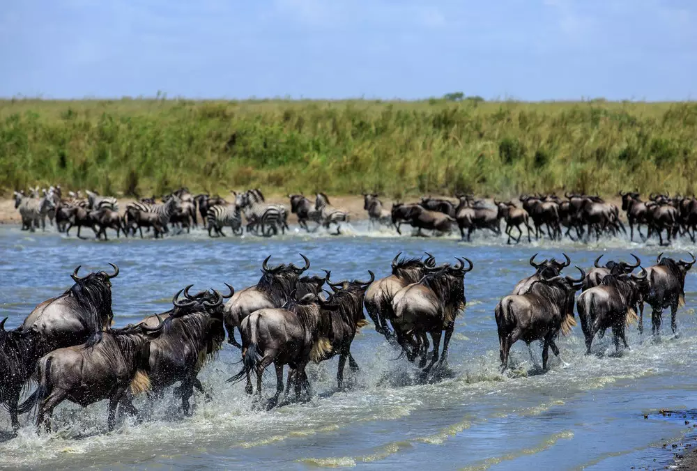 Great Migration, Kenya & Tanzania