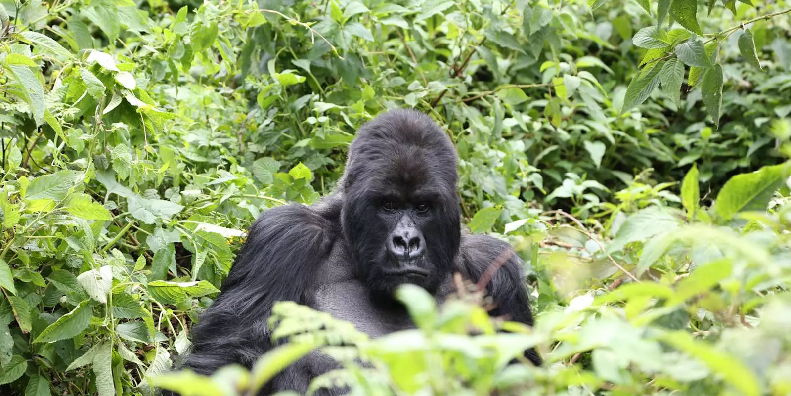 Africa Wildlife Tours