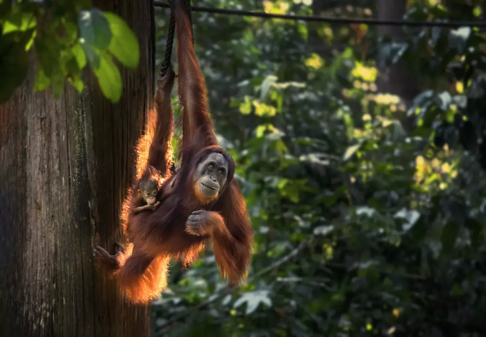 Orangutans, Borneo