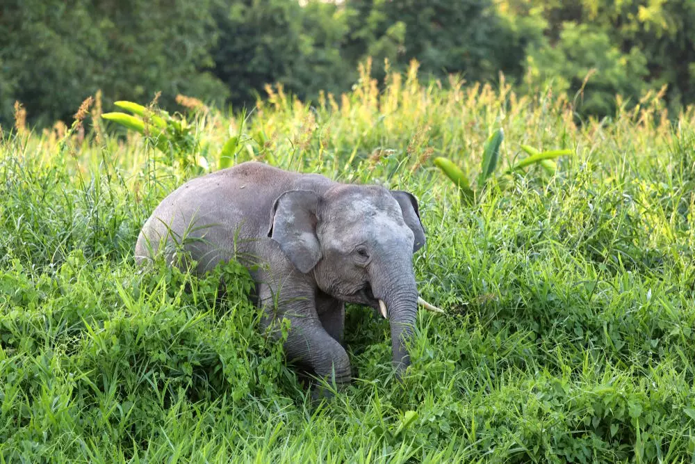 Pygmy Elephants, Borneo