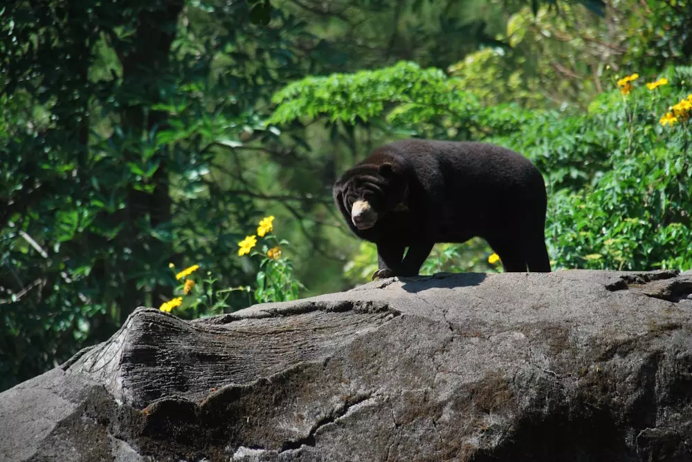 Sun Bears, Borneo