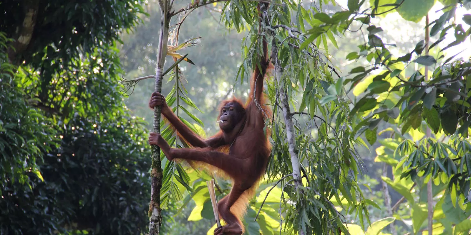 Discover Asia's Wildlife