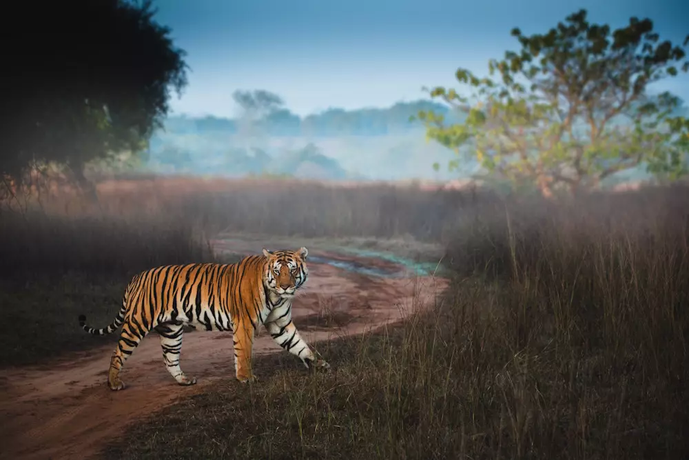Bengal Tiger, India