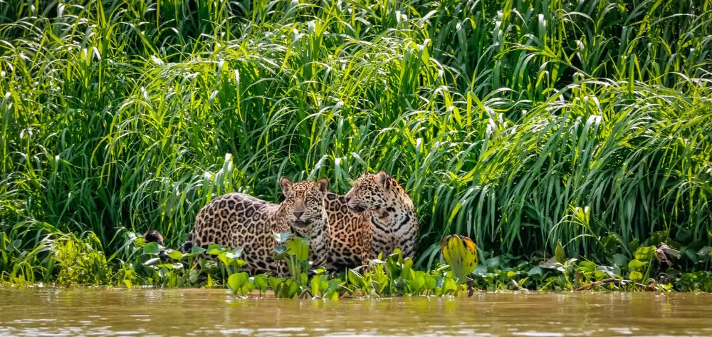 Jaguars, Brazil