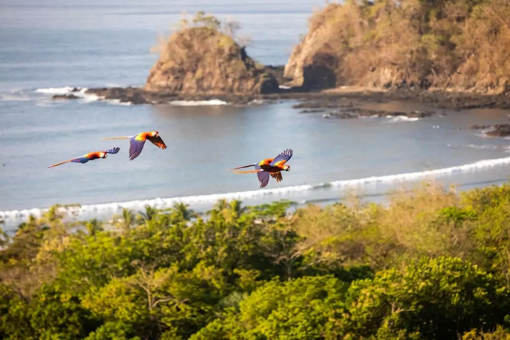 Scarlet Macaws & Toucans, Costa Rica