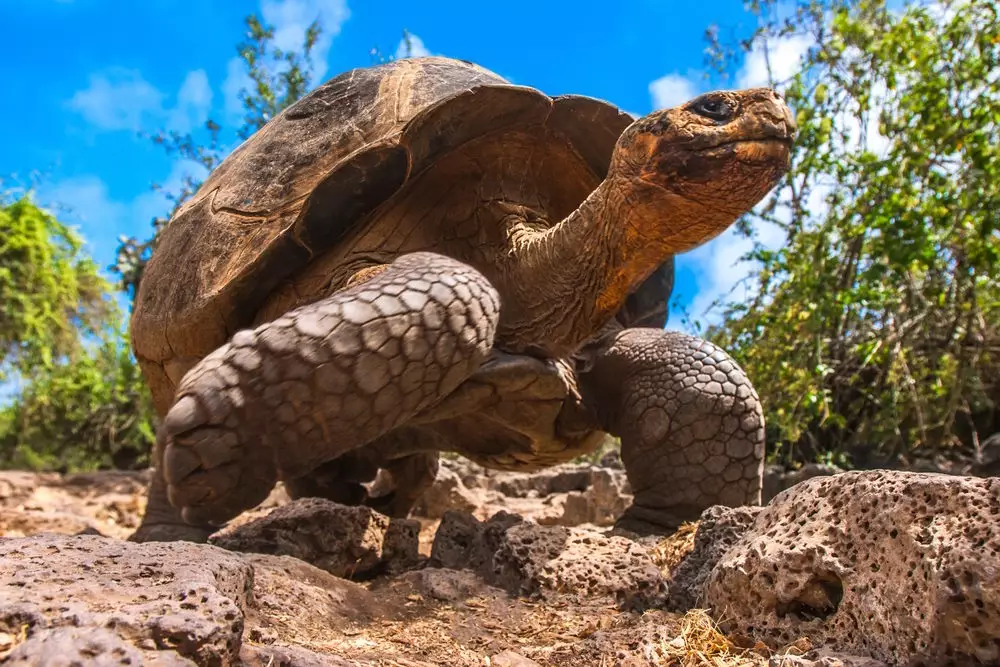 Giant Tortoise, Galapagos Islands