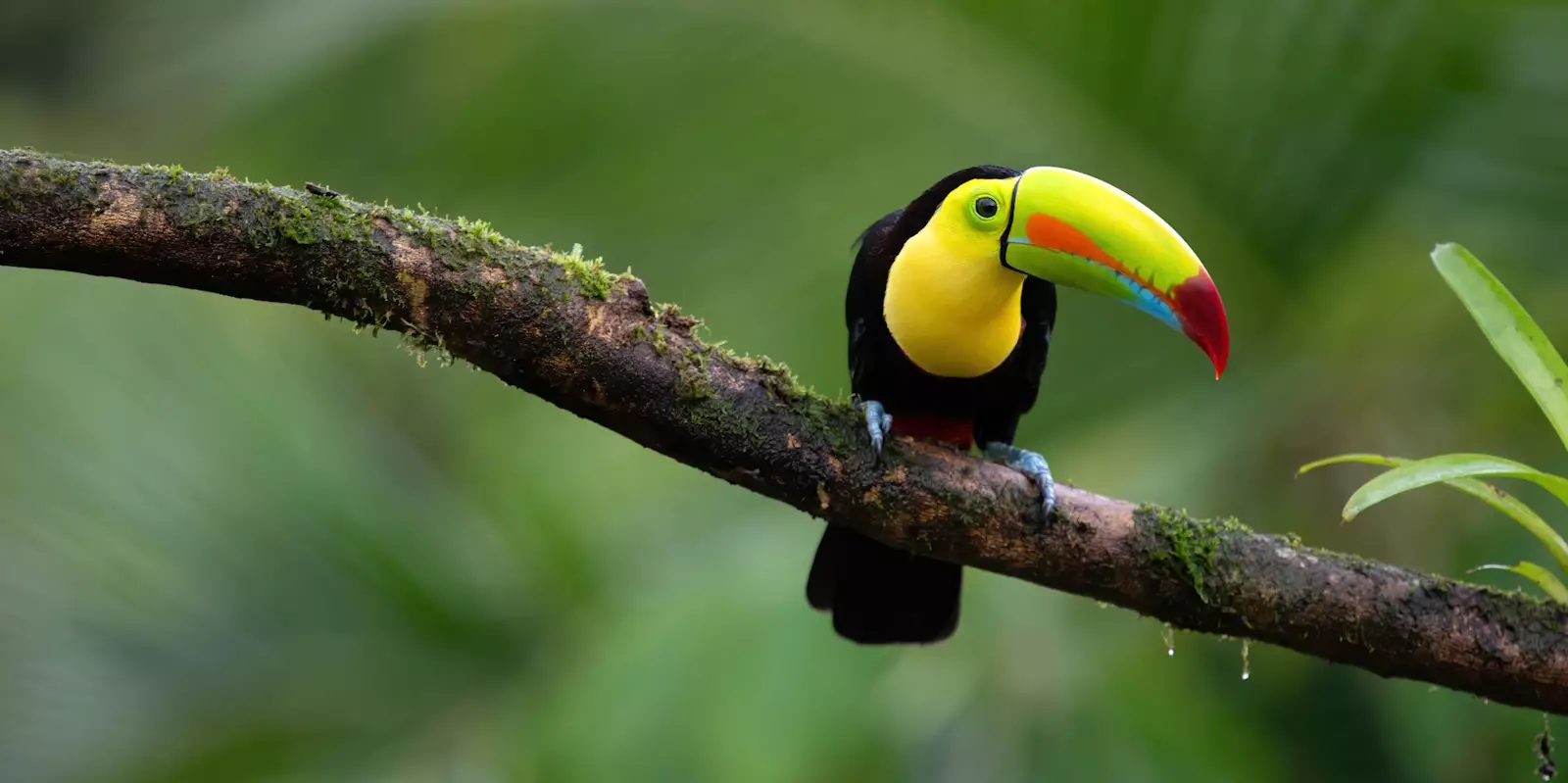 Discover Latin America & Antarctica's Wildlife