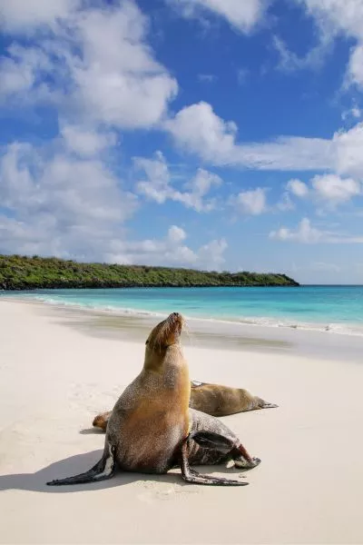 Galapagos Cruise & Macchu Picchu