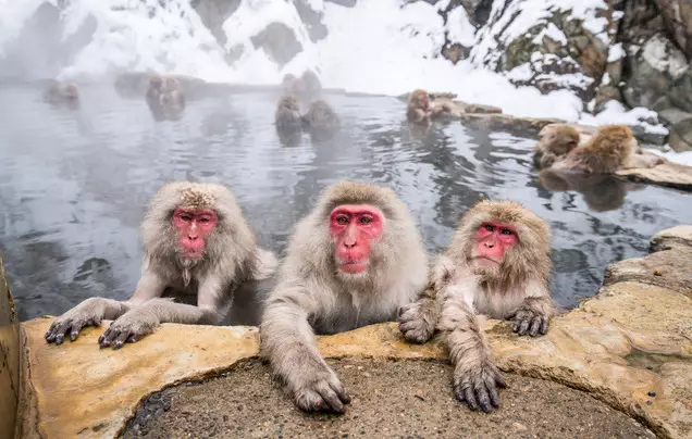 Day 8: Snow Monkeys