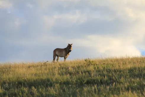 China & Mongolia Heartlands
