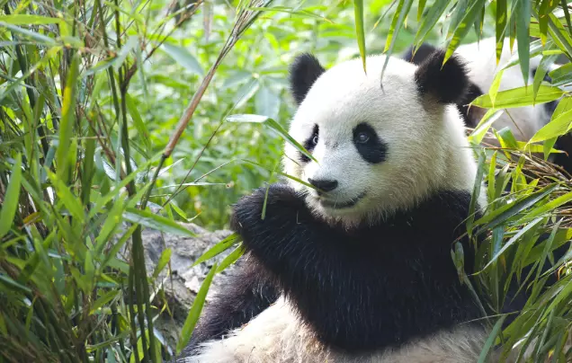 Day 9: Chengdu Panda Reserve
