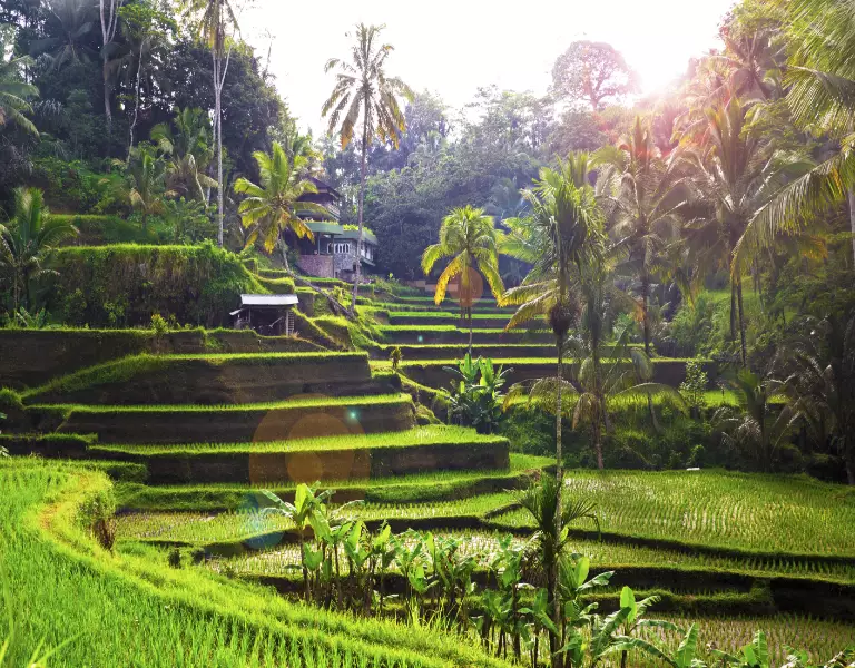 Angkor to Bali