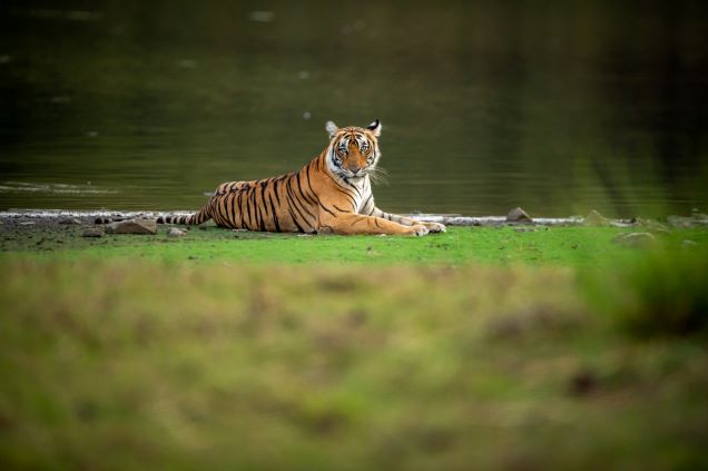 Day 11: Ranthambore National Park