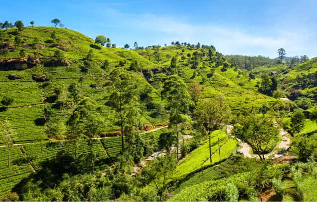 Day 6: Train to Nuwara Eliya