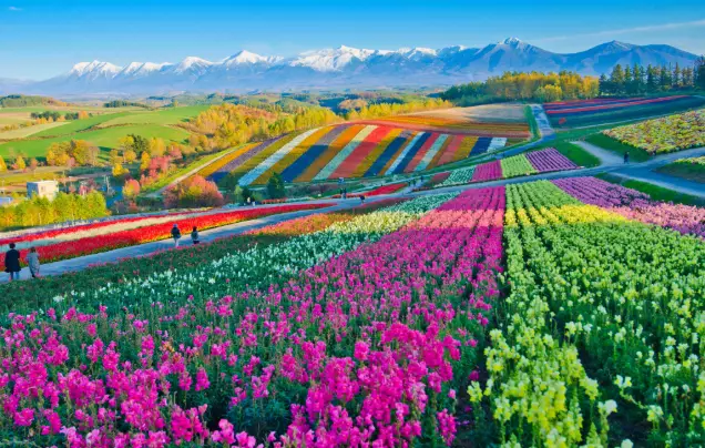 Day 5: Furano Flower Fields, Winery and Blue Pond