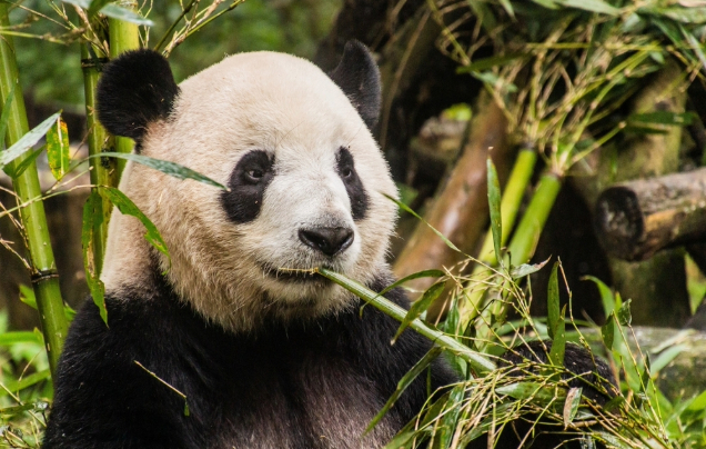 Day 8: Giant Pandas