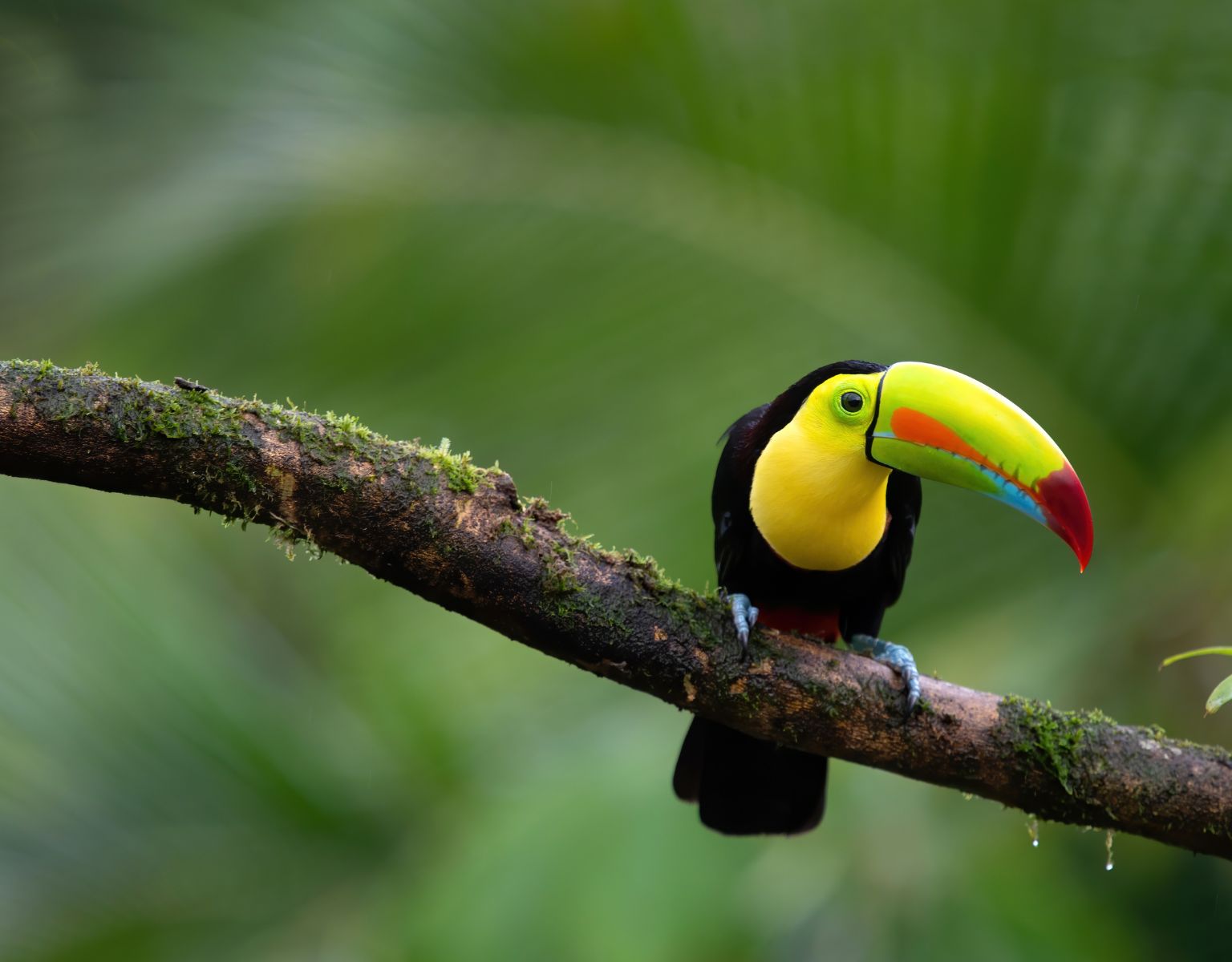 Colours of Costa Rica & Tamarindo Beach 