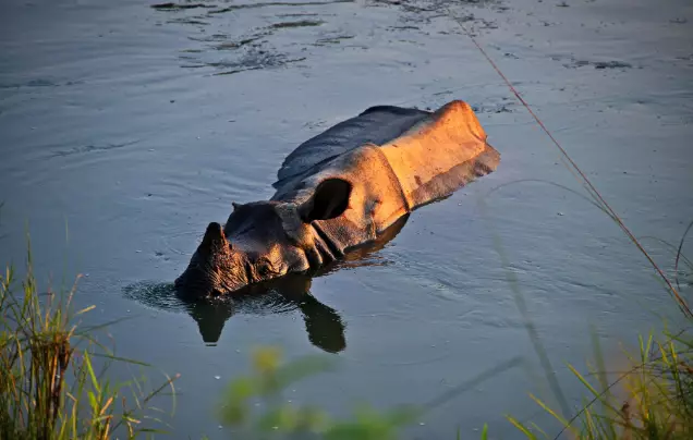 Day 7: Safari in Chitwan National Park