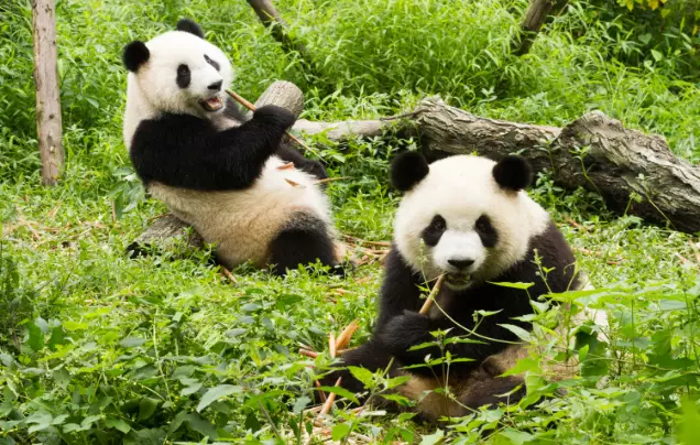 Day 9: Explore Chengdu
