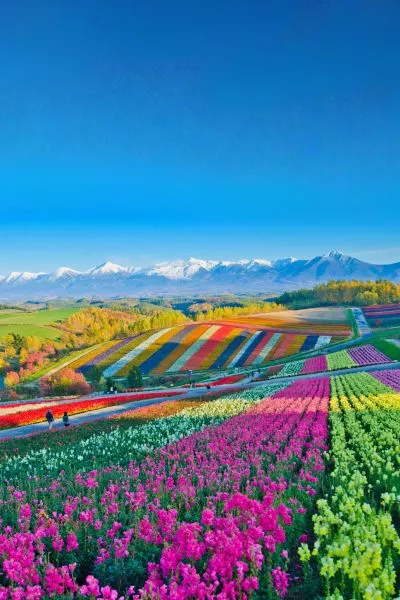 Early Summer