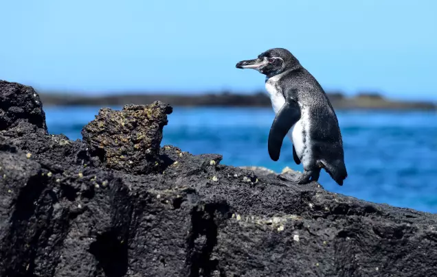 Day 10: Papallacta – Galápagos (La Lobería)