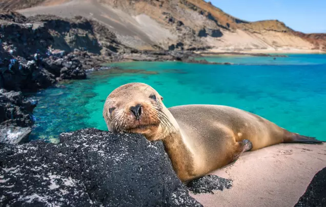 Day 11: Galápagos (Isla Lobos)