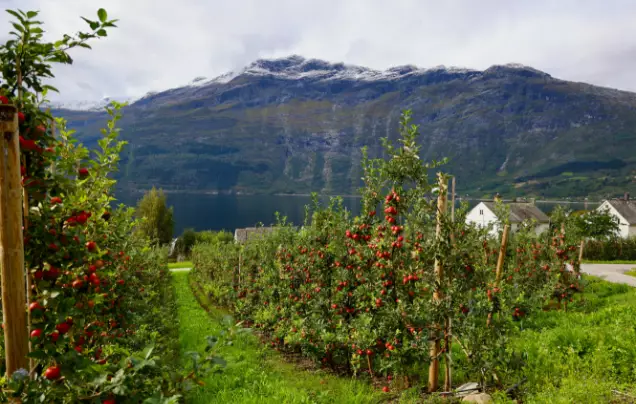 Day 9  Odda & Apple Farm