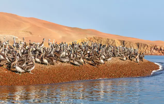 Day 16: Ballestas Islands