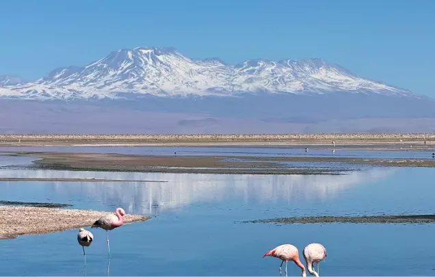 Day 7: Altiplanic Lagoons & Atacama Salt Flat