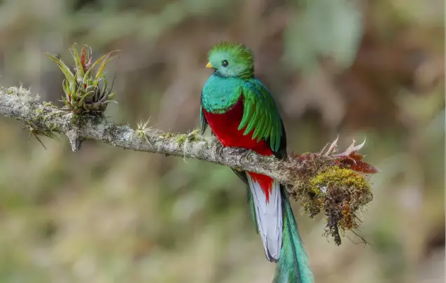 Day 10: Monteverde