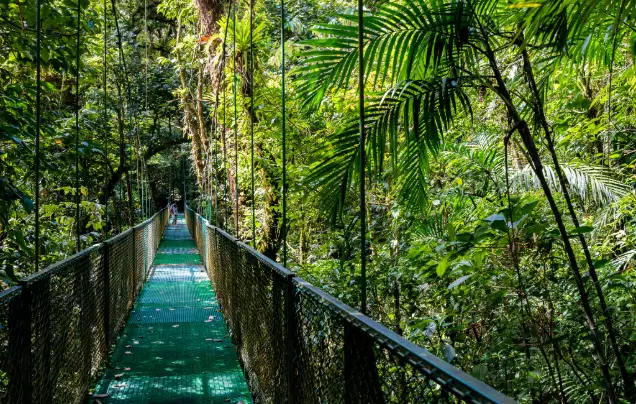 Day 11: Monteverde Cloud Forest