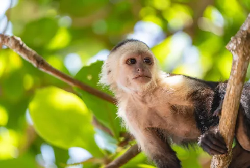 Panama & Costa Rica Discovery