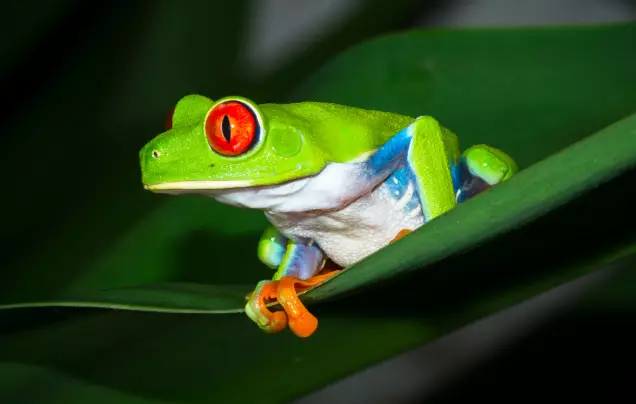 Day 14: Monteverde