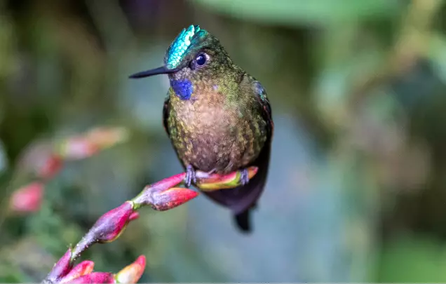 Day 2: Discover Mindo Cloud Forest