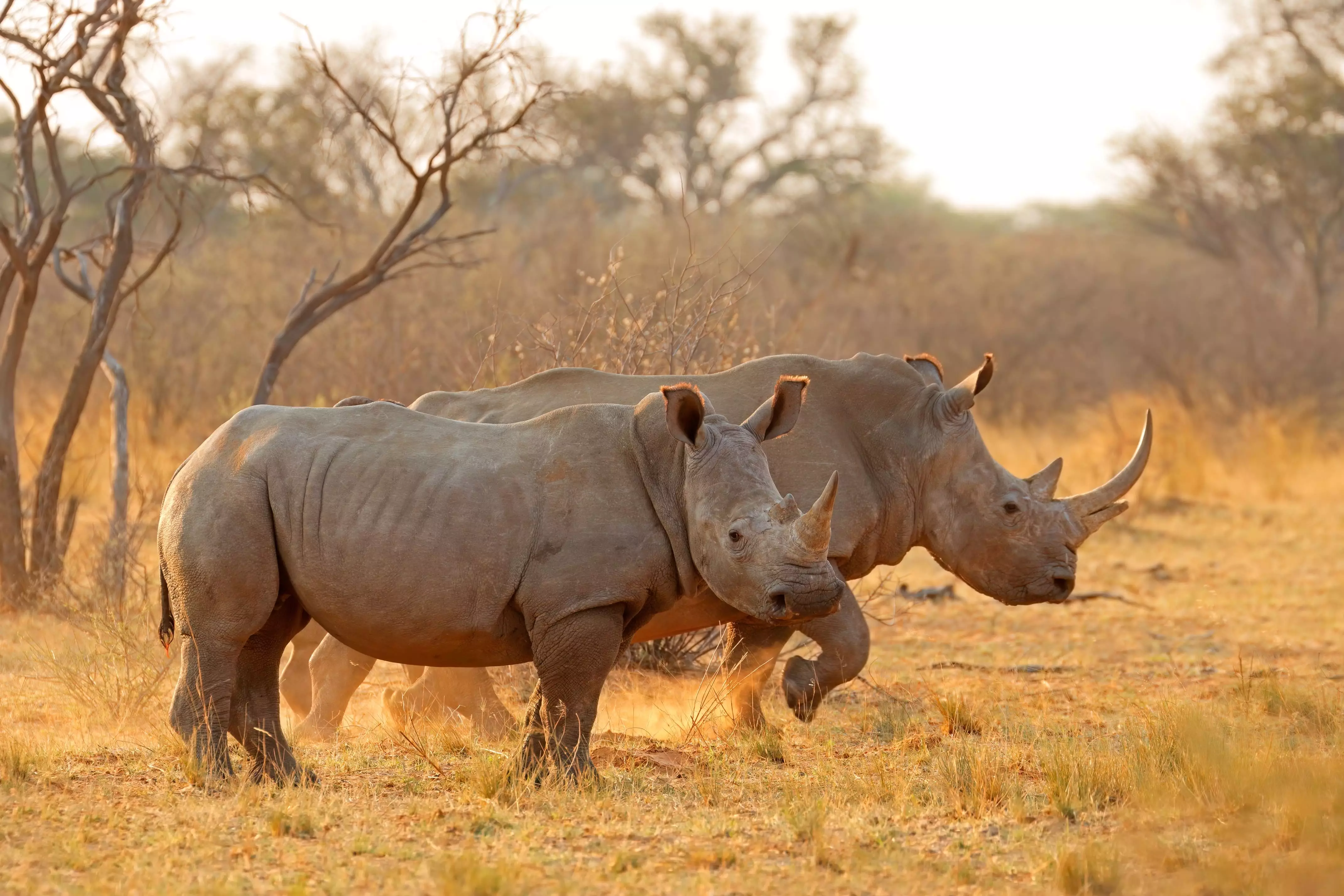 Day 11: Kruger Safaris