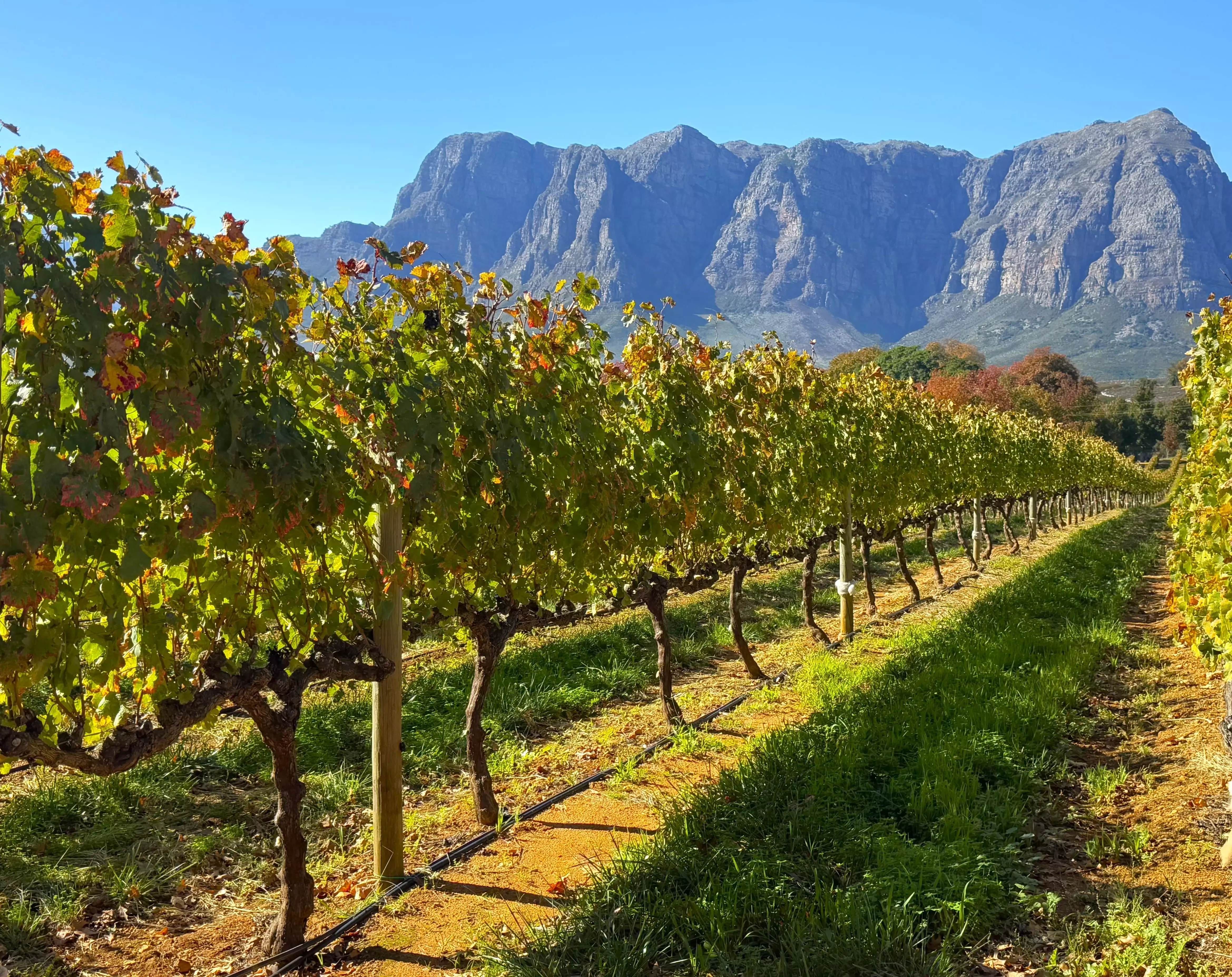Day 4: Peninsular & Winelands