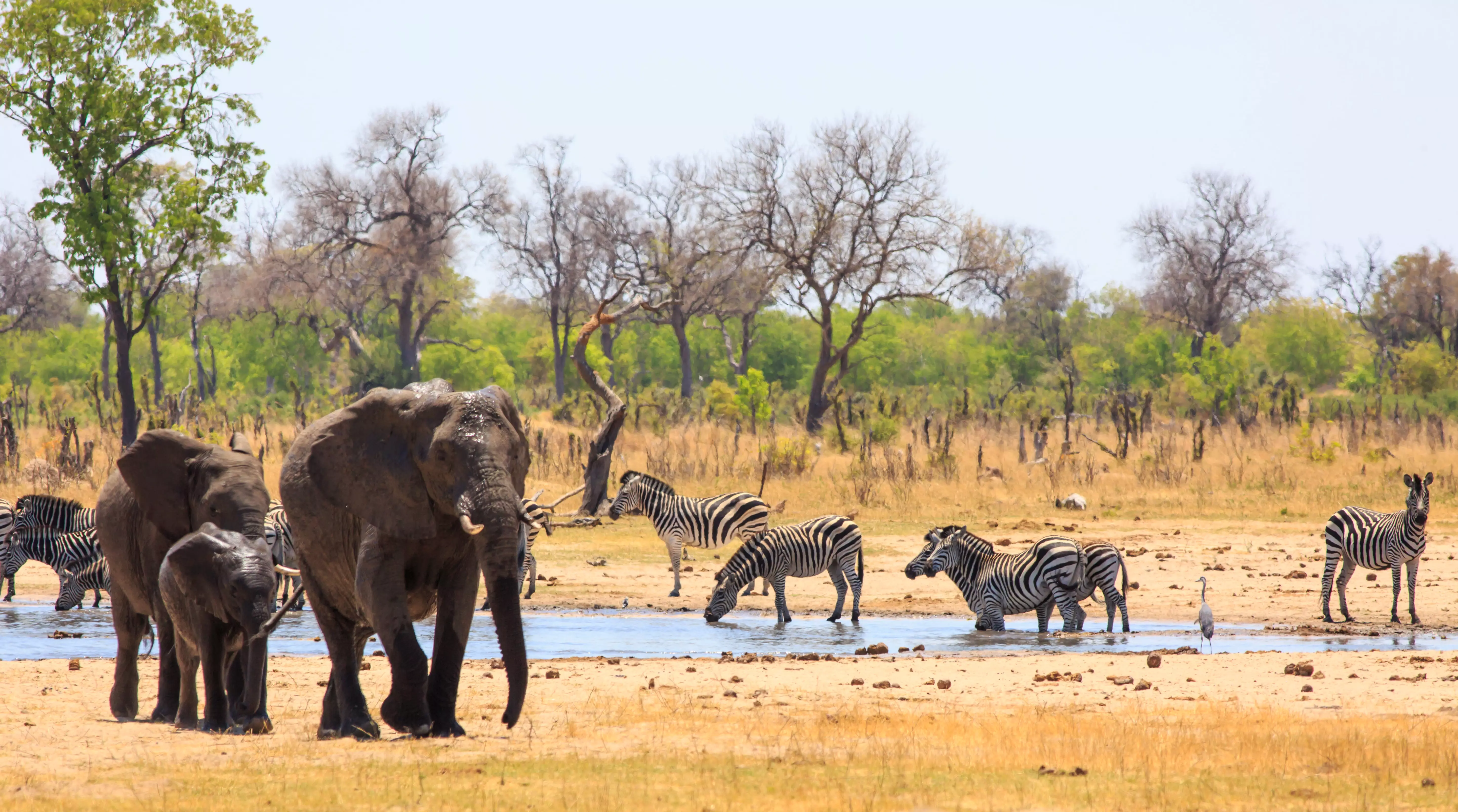 Day 8: Chobe National Park (Kasane) – Hwange National Park