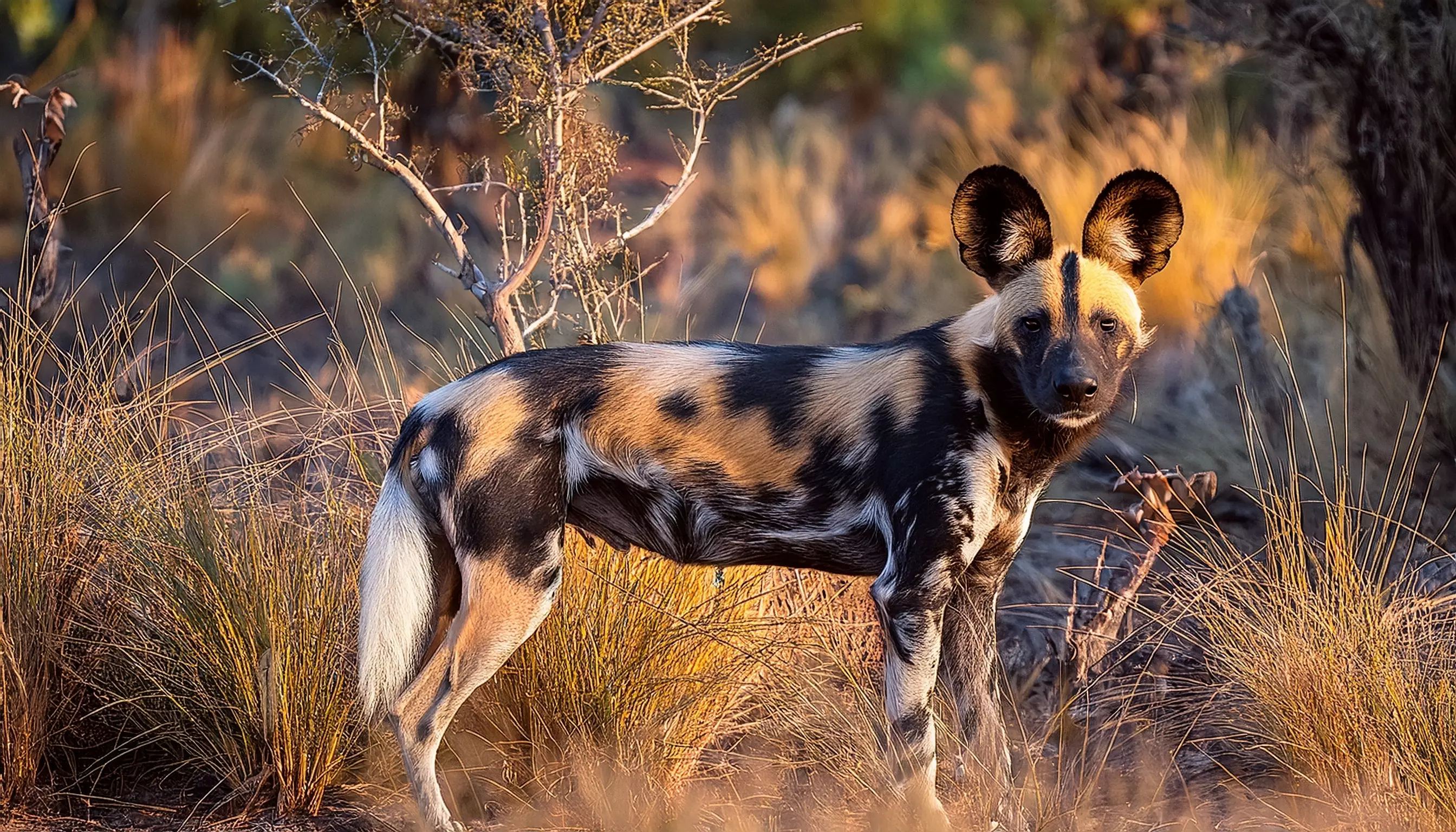 Day 9: Hwange National Park