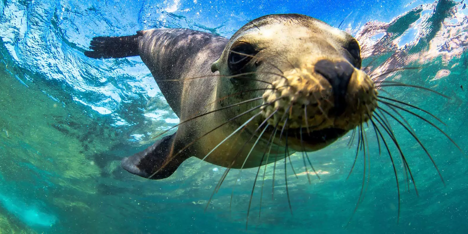 Best Time to Visit the Galapagos Islands